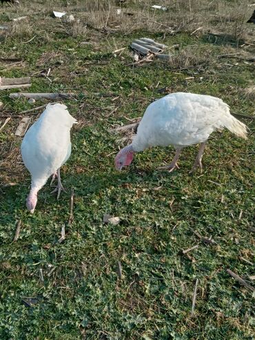 Hinduşka: Məhsul: Hinduşka sürüsü Təsvir: - Şəkillərdə ağ və tünd — 1