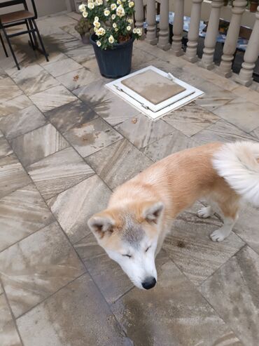 it şekli: Akita-inu, 5 ay, Dişi