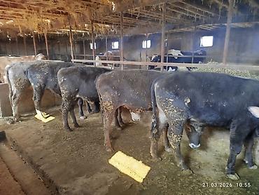 Коровы, быки: Продаю | Бык (самец) | На откорм — 5