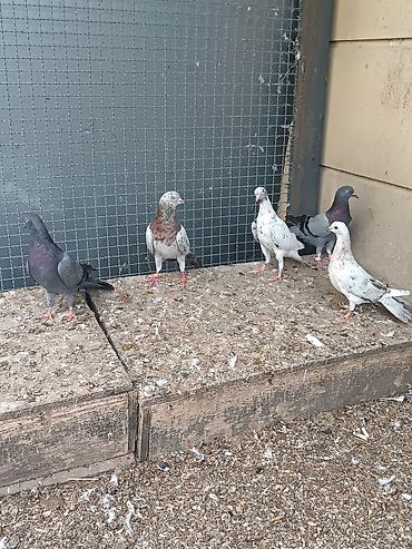 quşlar göyərçin: Hamısı stoykalı səliqəli quşlardır. Biri əkə quşdu obrilər cavan — 3