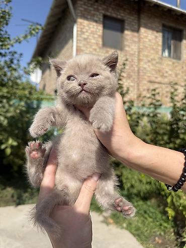 сибирская вислоухая кошка: Британская короткошёрстная, 1 месяц, Девочка, Лиловый, Приучена к лотку, Проглистована, С документами — 2