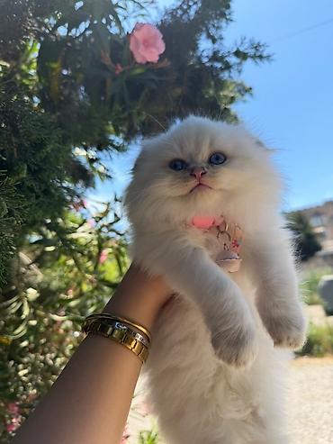 Кошки: Ağ tüklü balaca pişik balası - Cins: uzun tüklü, yastı burunlu tip — 3