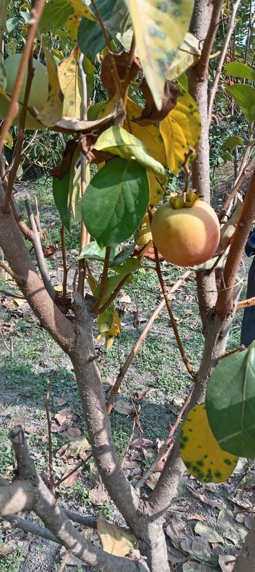 Tinglər: Hər növ meyvə aqcların satşı hər bir sort var çadrlma pulsuzdur meyvə — 3