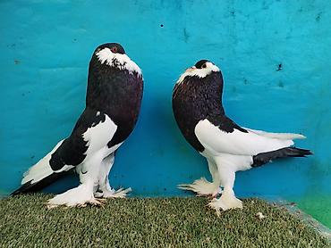 Göyərçinlər: Satilir pomeran Dutular 2 Cut Var cutu 120 Manatdi Bir cut Ag Qara Var — 12