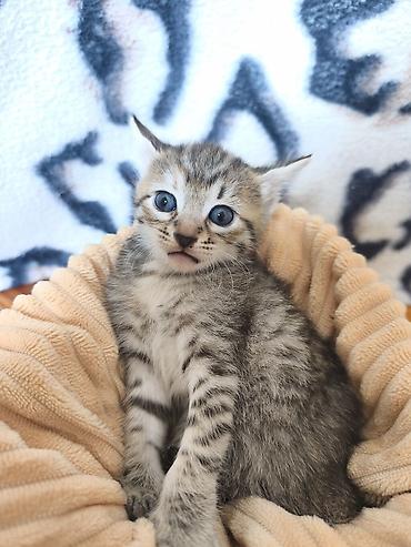jersey cinsi: Уникальные котята: дети знатной Сфинкс и гордого уличного кавалера! ❤️ — 3