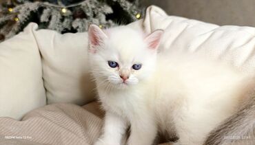 Xaltalar, qayışlar və tasmalar: 3 dişi öz pişiyimin balasıdır makler deiləm — 30