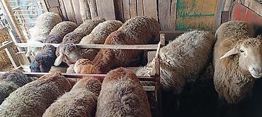 ак жугору: Сатам | Кочкор (эркек) | Союуга, Көбөйтүү үчүн — 9