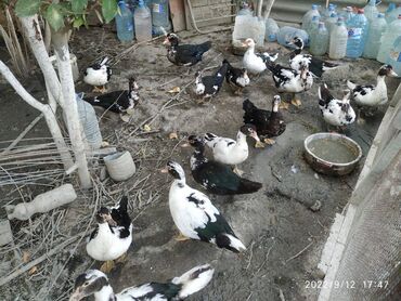 pinqivin ördək: Dişi, | Lal ördək, Damazlıq, Ünvandan götürmə, Pulsuz çatdırılma, Ödənişli çatdırılma