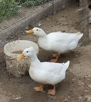 Ördəklər: Ağ Pekin ördəkləri – ev quşu Ördəklər 6 aylıqdır. 3 ədəddir, 1-i — 1