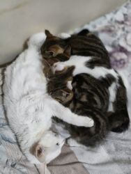 Pişiklər: Türk anqora, Dişi, Yaxşı əllərə, Ünvandan götürmə -da lalafo.az — 2 Pişiklər: Türk anqora, Dişi, Yaxşı əllərə, Ünvandan götürmə — 2