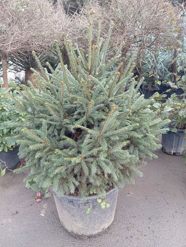 Ağaclar: Yeni il şamları 🌲 dibçəkdə ofis,ev 🏠 və bağ 🪏 üçün uyğundur.Təbii — 1