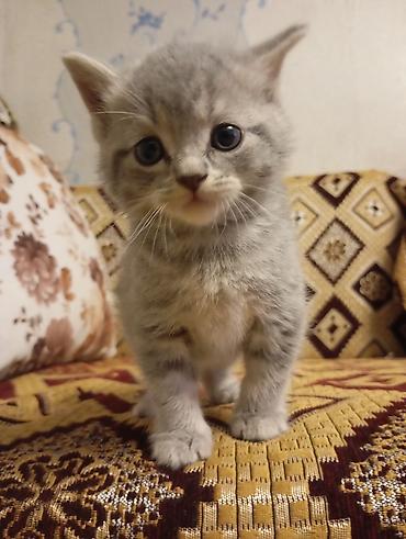 Кошки: Шотландская, Самовывоз — 2