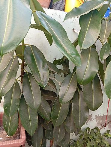 agac satilir: Bitki: Ficus elastica (Kauçuk ağacı) Hündürlüyü 2m-dən çoxdur. - — 1