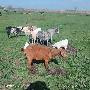 Лошади, кони: Продаю | Конь (самец) | Мерин — 2