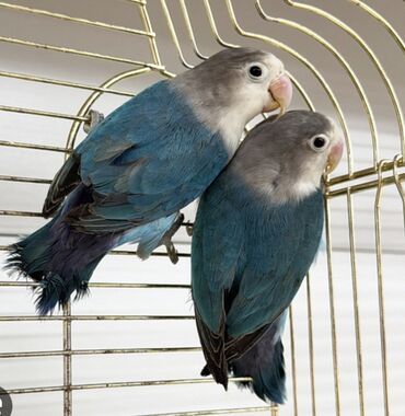 Птицы: Массковые неразлучники (Agapornis): декоративные попугаи малых — 8