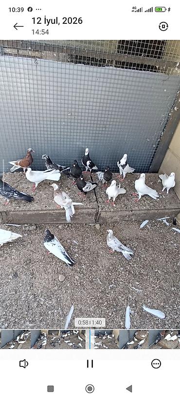 ördək balası və cücə: Biri 10-50₼ arası satılır. Kürdə razılaşmaq olar. Ev göyərçinləri — 5