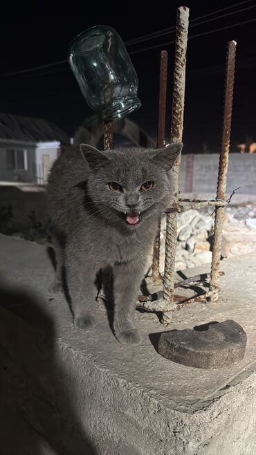 кошка с разными глазами: Кошка даром: Британская короткошёрстная, 1 год, Мальчик, Приучена к лотку