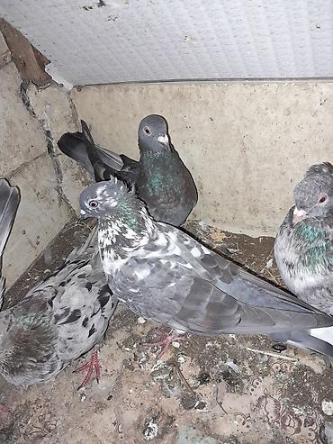 göyercinler: Quwlar satilir ebres ve cil cut alana 5 azndan tek qiymet deyisir 5 — 4