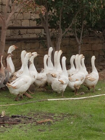 Qazlar: Tam sağlam cavan linda qazları bineqedidedir erkek dişi var