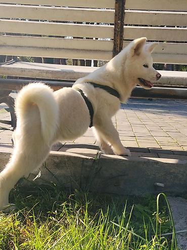 ləzgi iti: Akita-inu — 5
