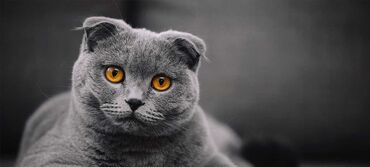 шиншилла кошка: Шотландская вислоухая кошка (Scottish Fold) - Окрас: сплошной серый