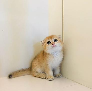 Pişiklər: Şotland yastı qulaq, Erkək, Dişi, Yaxşı əllərə, Ünvandan götürmə, Rayonlara çatdırılma, Pulsuz çatdırılma — 9