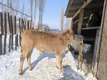 Коровы, быки: Продаю | Бык (самец) | На откорм | Привязанные — 1