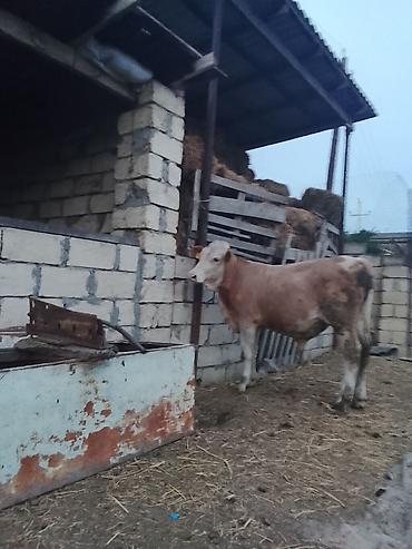 tap.az danalar: Dana, buzov, Erkək, ay: 12, Ətlik — 4