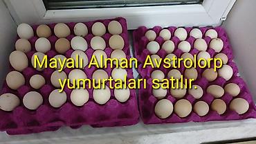 heyrati yumurtası: Məhsul: Mayalı Alman Australorp (Avstrolorp) yumurtaları Təsvir: - — 1