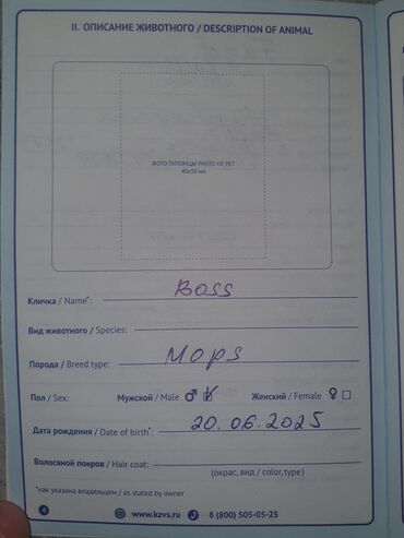 İtlər: Mops, 5 ay, Erkek, Sənədli — 4