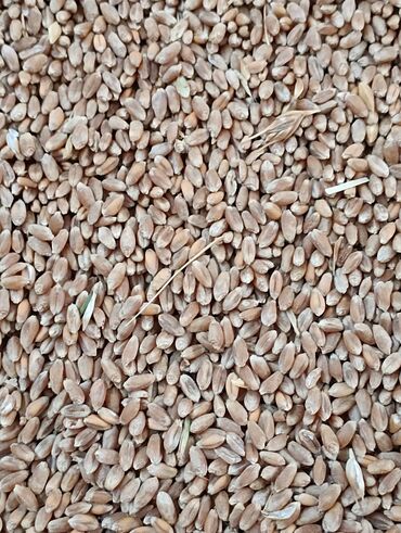 мука 25 кг цена бишкек: Продается пшеница сорт интенсивная