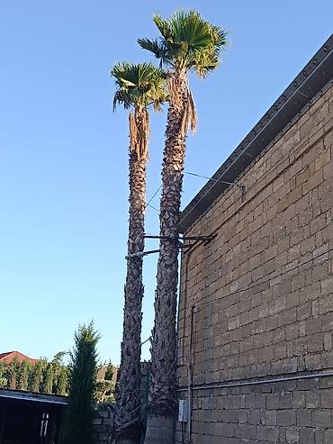 palma aqaci: Məhsul: Vaşikton palması hündürlüyü 10 metr qısa yarpaqdı ünvan — 4