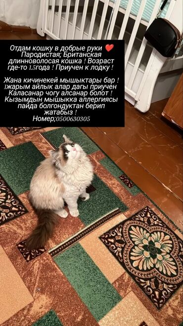 британские котята черные: Мышык бекер берилет: Британ кыска жүндүү, 1 жаш, Ургаачы, Лотокко барууга үйрөтүлгөн