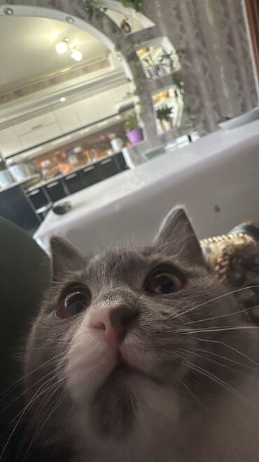 Продажа кошек: Скотиш Страйт (Шотландская прямоухая), 3 месяца, Девочка, Серый, Приучена к лотку at lalafo.kg — 13 Продажа кошек: Скотиш Страйт (Шотландская прямоухая), 3 месяца, Девочка, Серый, Приучена к лотку — 13