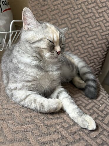 Кошки: Sahibləndirilir