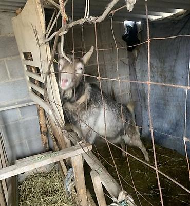 Козы, козлы: Продаю | Коза (самка) | Полукровка | Для разведения | Котные — 13
