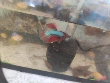Balıqlar: Betta (Petuşok balığı), Ödənişli çatdırılma