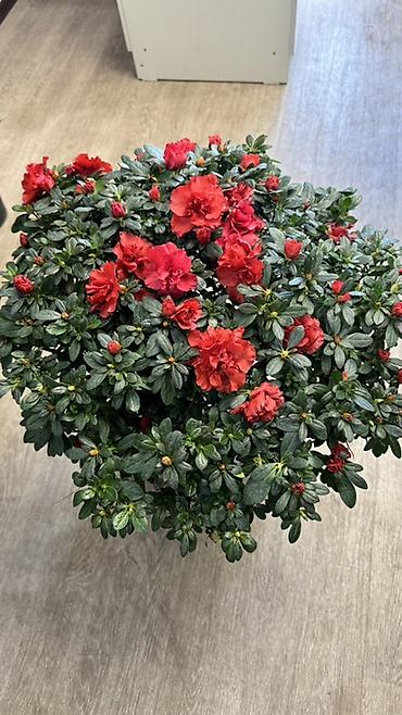 Другие комнатные растения: Комнатные растения в горшках-декоративнолиственные и цветущие виды. В — 6