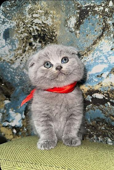 Pişiklər: Şotland — 1