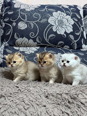 котедж слив пантера: Выставляются на бронь шотландские котята, “ фолды и страйты” золото и — 3