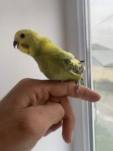 Tutuquşları: Valnis balaları satılır ətraflı məlumat üçün vasapa yazın Birdəki — 11
