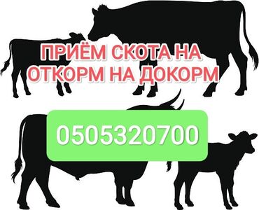 купить бычков на откорм: Сатып алам | Уйлар, букалар, Жылкылар, аттар | Бордоп семиртүү үчүн, Борго байлап семиртилген, Өзү алып кетүү