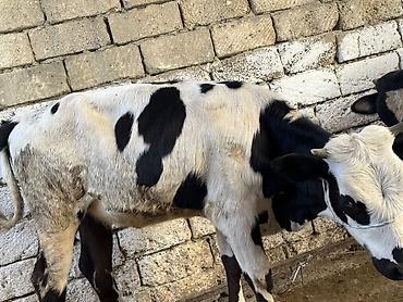 yerli qaz: Satılır: Qara-ağ rəngli inək - Məhsul növü: Mal-qara, inək - Rəng — 5