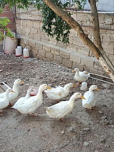 yerli qaz: Ağ ev ördəkləri – yerli təsərrüfatdan(4 aylıq oredeyler satılır real — 1