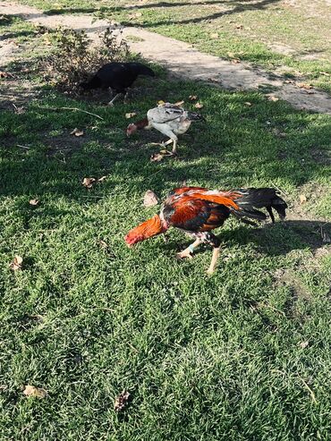 Yumurta: Heyratı yumurtaları satılır Sosyet cinsi fərələrdi — 5