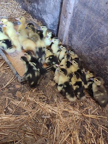 Muscovy ördək balaları (indo-ördək civcivləri) - Cins: Muscovy lalafo.az -da Muscovy ördək balaları (indo-ördək civcivləri) - Cins: Muscovy