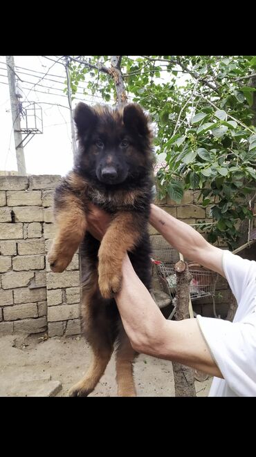 İtlər: Alman çoban iti, 3 ay, Erkek, Peyvəndli — 7