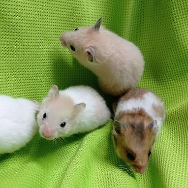 Хомяки: Продаются хомячки джунгарские, сирийские, ангорские пушистые хомячки — 13