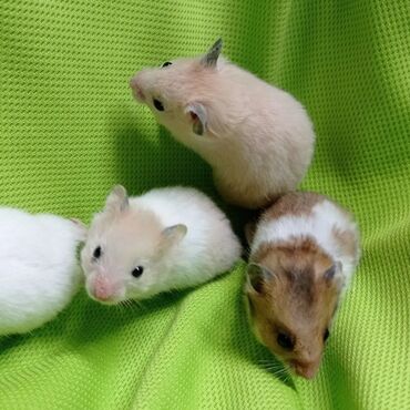 Хомяки: Продаются хомячки джунгарские, сирийские, ангорские пушистые хомячки — 8