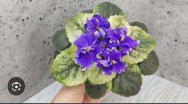 Фиалки и глоксинии: 🌱🌺🌱 Продаю сортовые ДЕТКИ стандартных, трейлерныхмини и полумини — 16